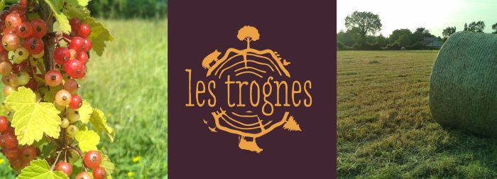 Bandeau 'Les Trognes' avec une photo de prairie à gauche et une génisse à droite